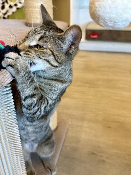 Enlarge Athena, a ADOPTABLE Domestic Short Hair in Downers Grove, IL image 2/3