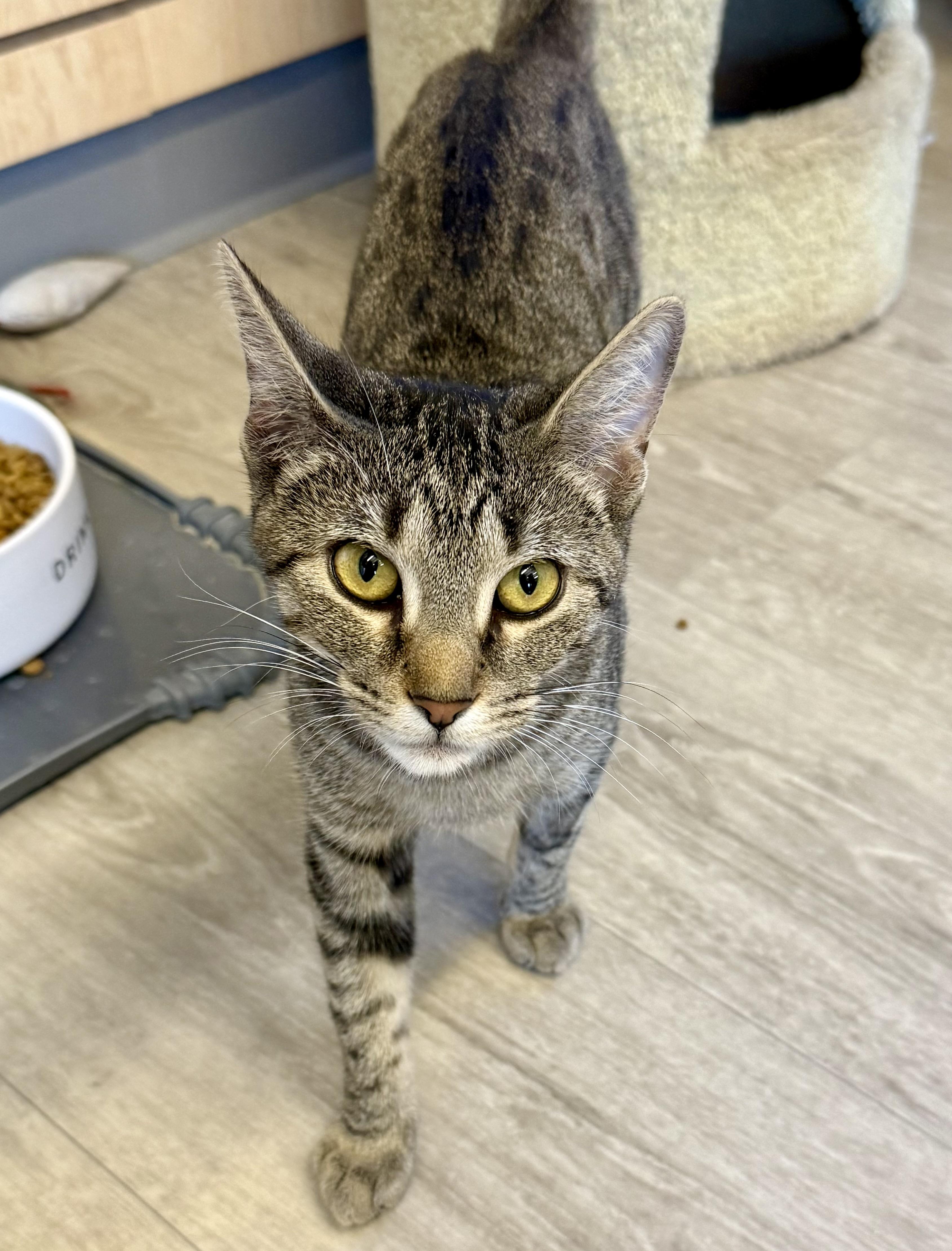 Athena, ADOPTABLE, Young Female Domestic Short Hair.