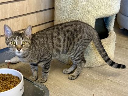 Enlarge Athena, a ADOPTABLE Domestic Short Hair in Downers Grove, IL image 3/3