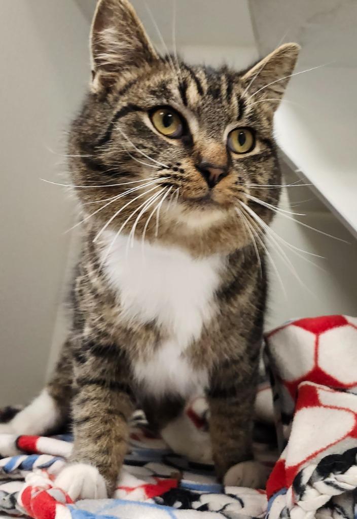 Joseph, an adopted Tabby in Frankfort, KY image 1/2