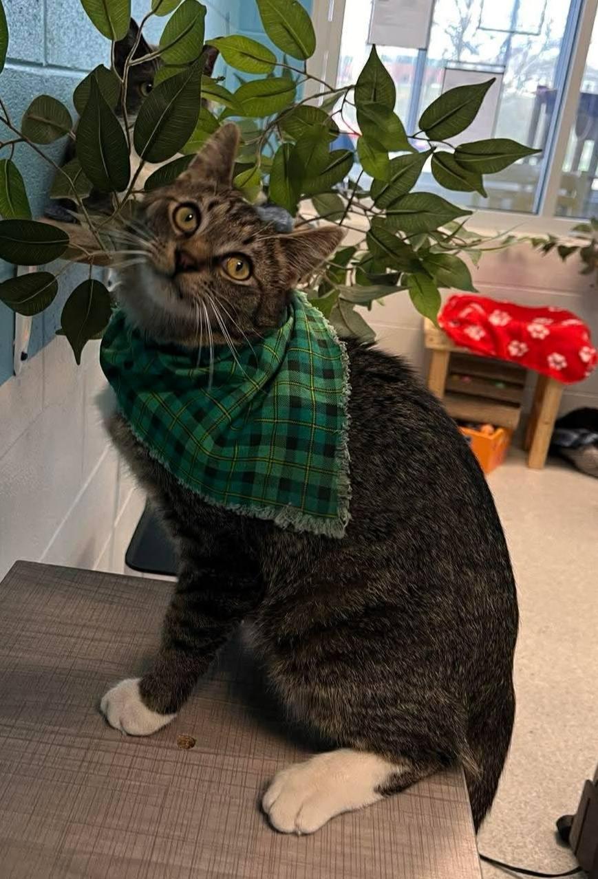 Joseph, an adopted Tabby in Frankfort, KY image 2/2