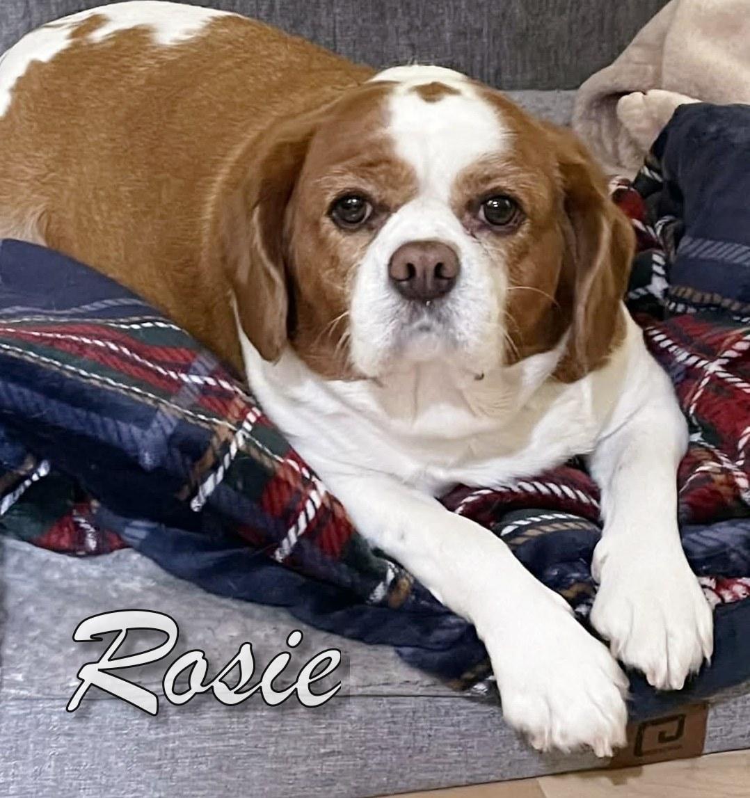 Rosie thumbnail 3