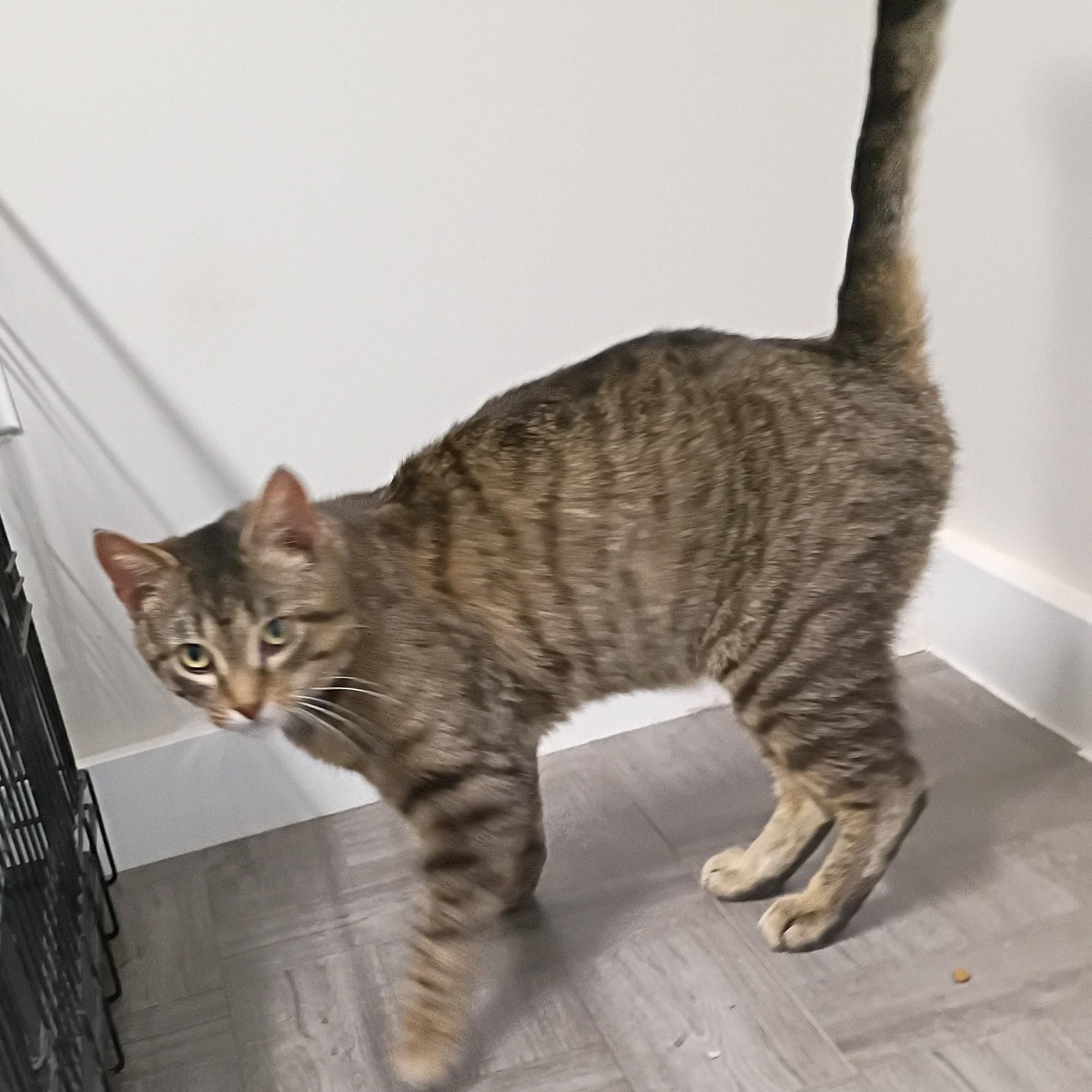 Enlarge Monkey, an adopted Tabby in Rogersville, TN image 5/6