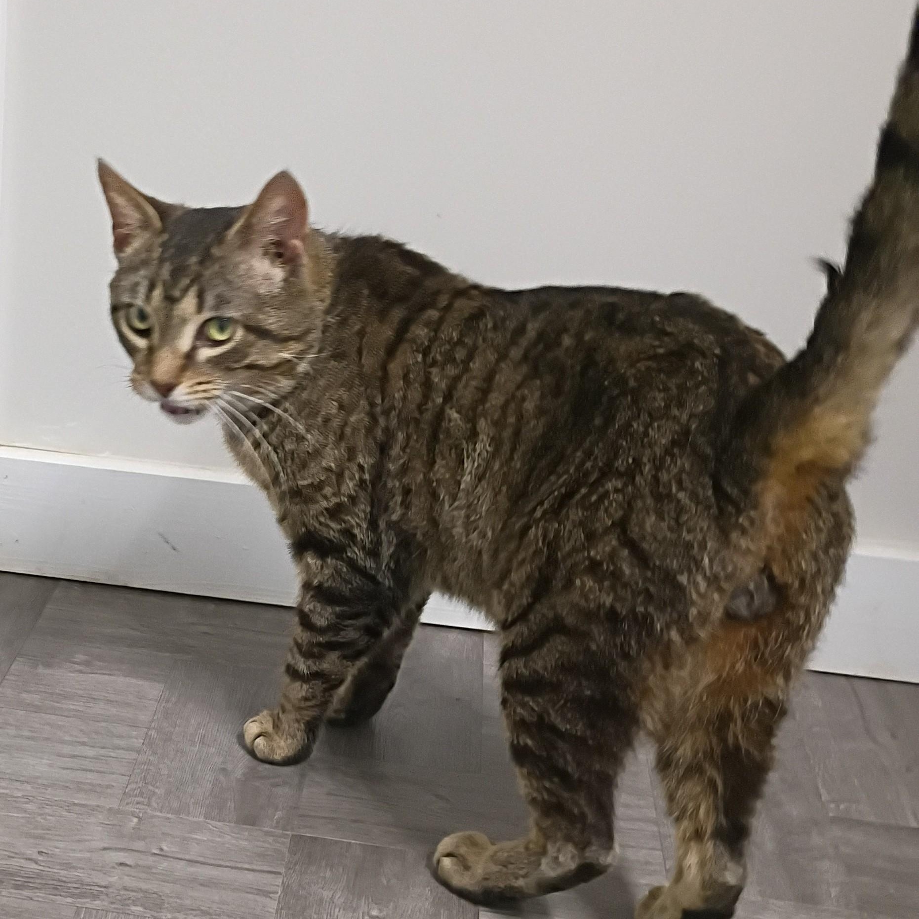 Enlarge Monkey, an adopted Tabby in Rogersville, TN image 2/6