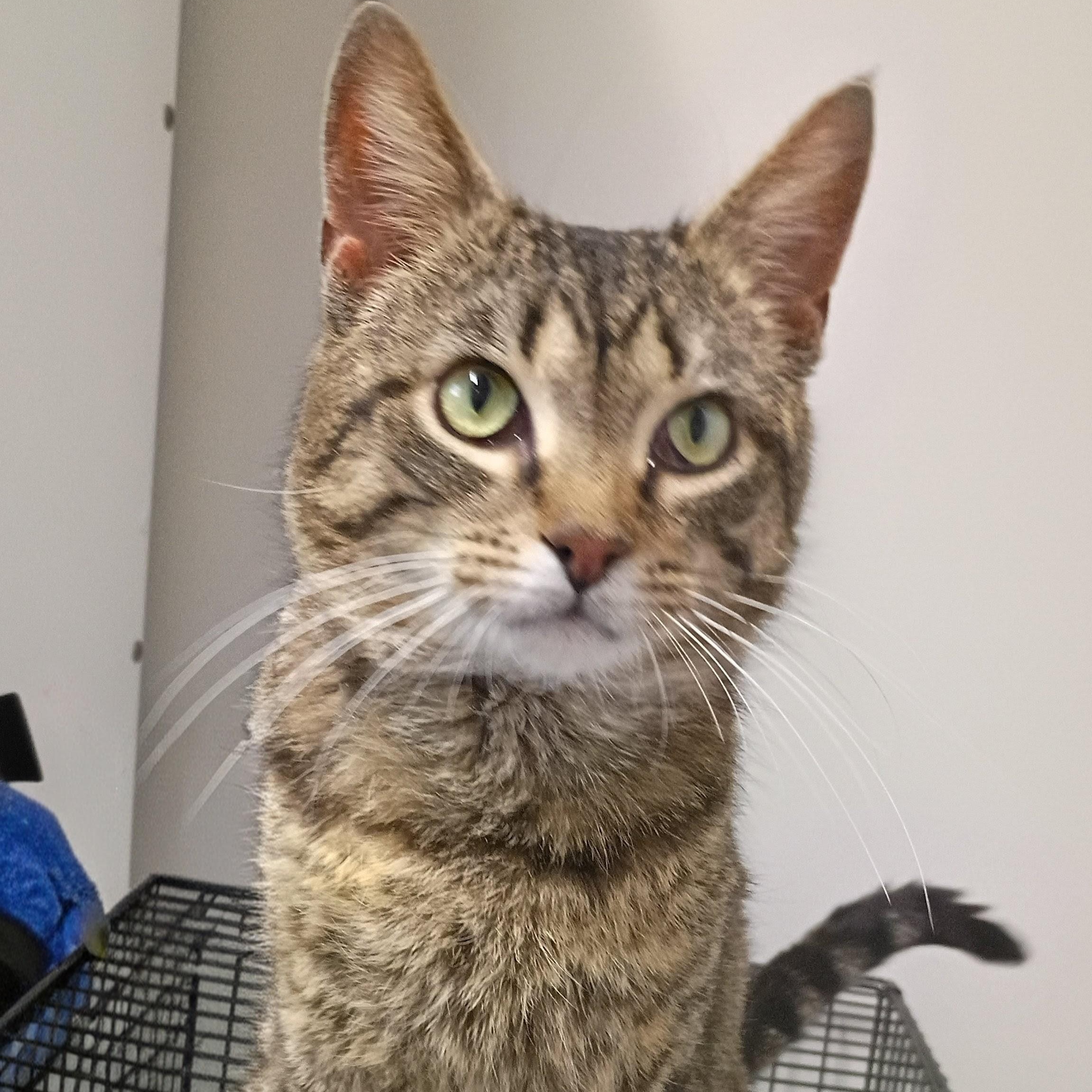 Monkey, adopted, Adult Male Tabby.