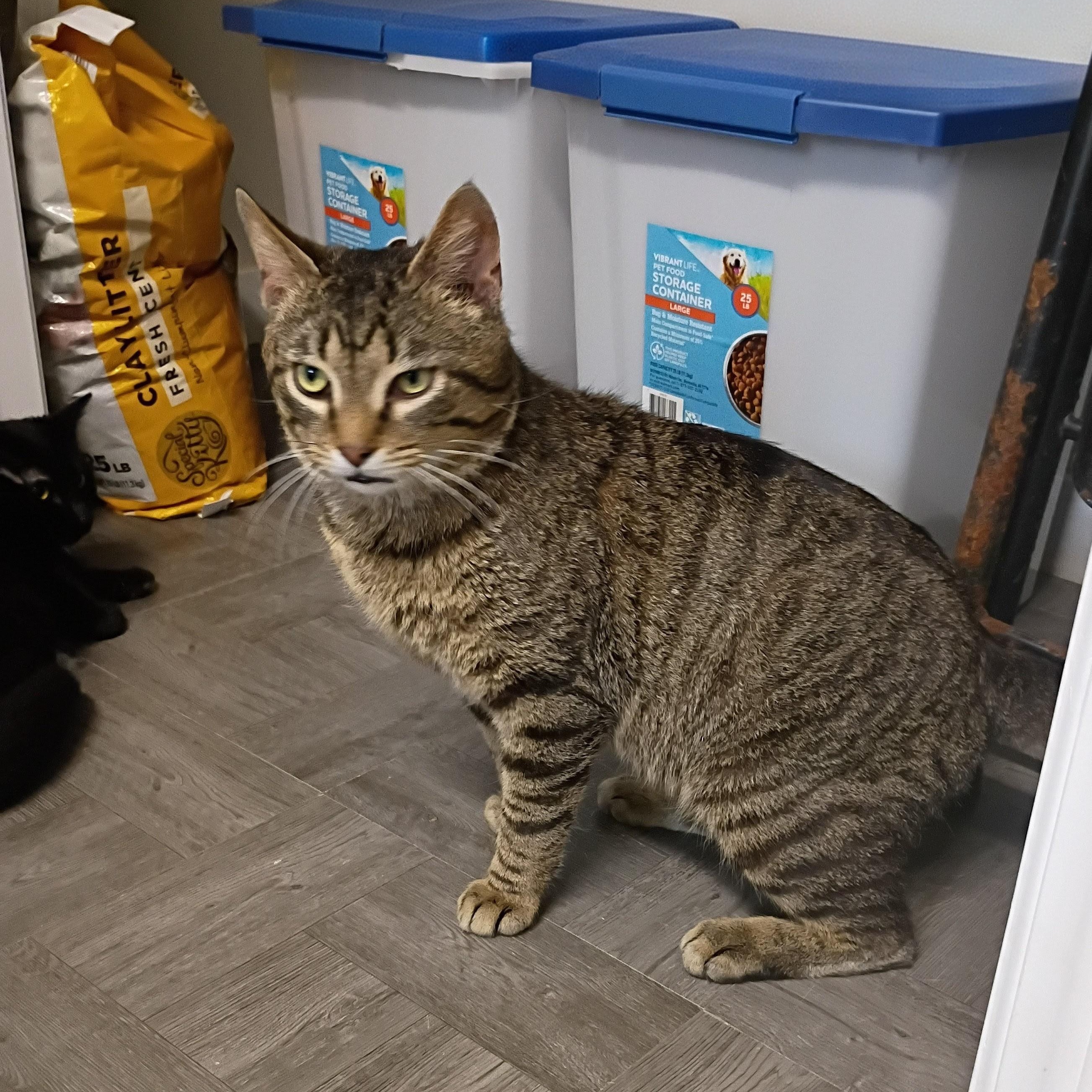 Enlarge Monkey, an adopted Tabby in Rogersville, TN image 3/6