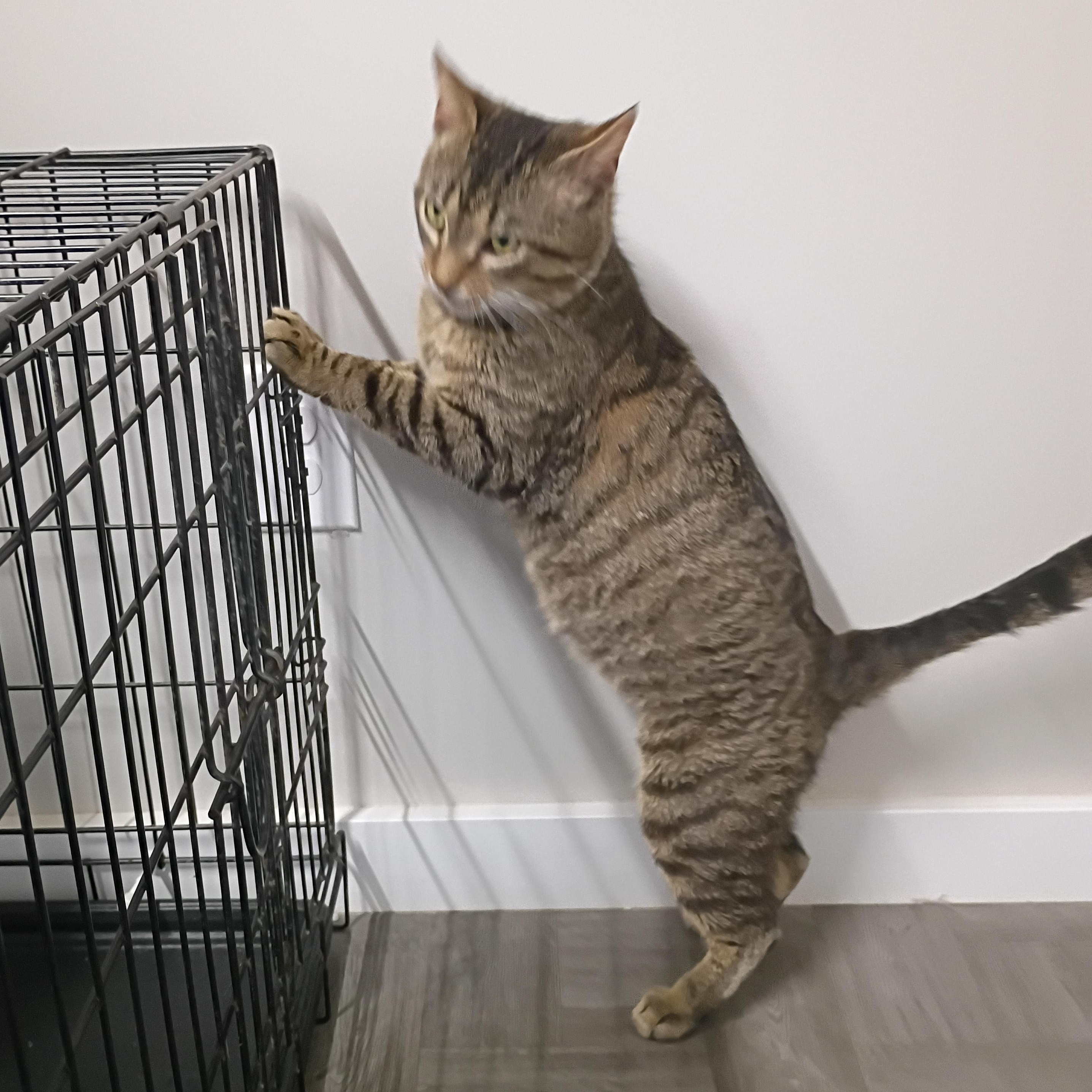 Enlarge Monkey, an adopted Tabby in Rogersville, TN image 6/6