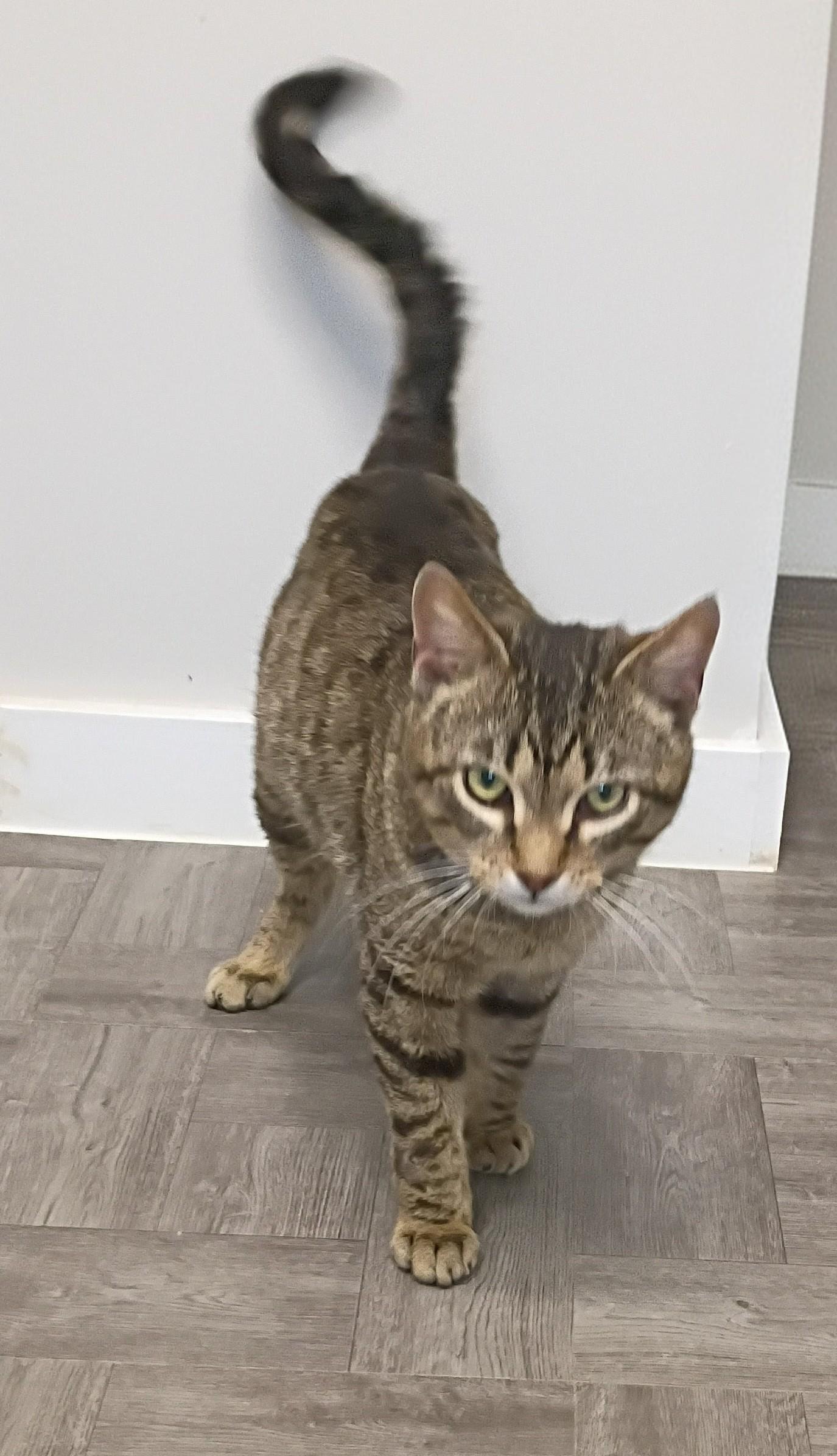 Enlarge Monkey, an adopted Tabby in Rogersville, TN image 4/6