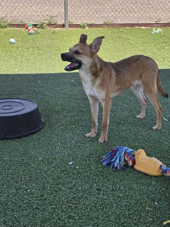 Enlarge Finn, an adopted mixed breed in Truth or Consequences , NM image 2/6