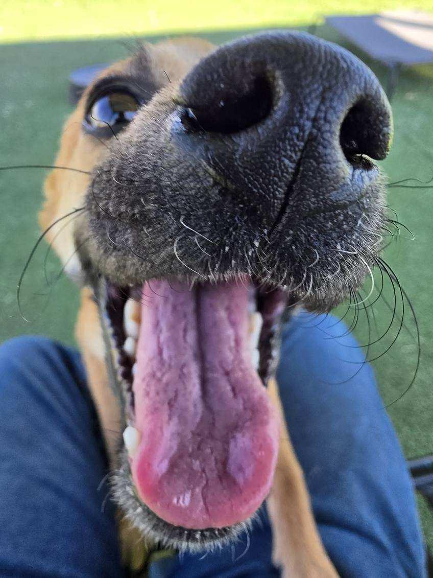 Finn, adopted, Adult Male Pug & Chihuahua.