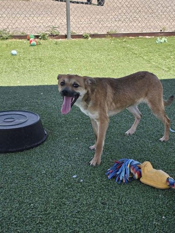 Enlarge Finn, an adopted mixed breed in Truth or Consequences , NM image 3/6