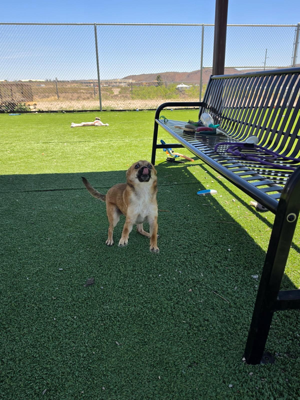 Enlarge Finn, an adopted mixed breed in Truth or Consequences , NM image 5/6