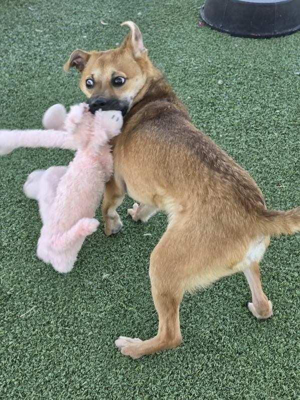 Enlarge Finn, an adopted mixed breed in Truth or Consequences , NM image 6/6