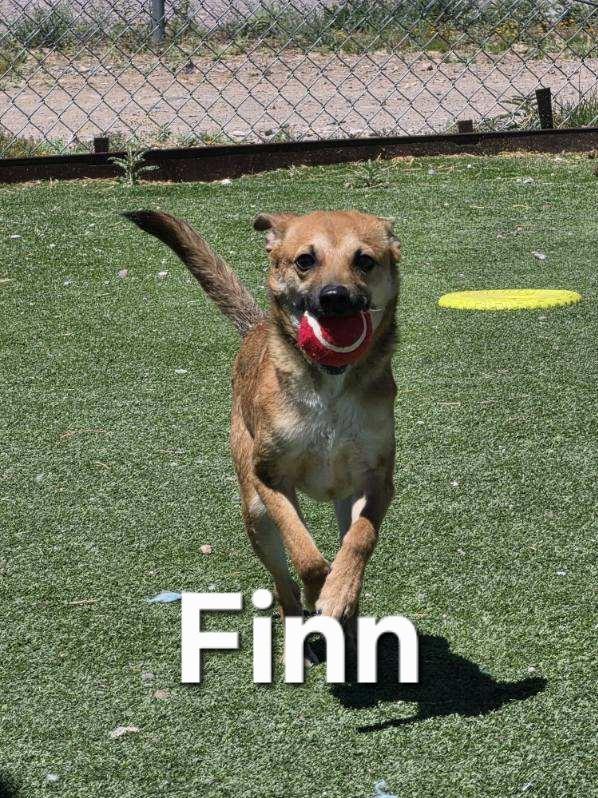 Enlarge Finn, an adopted mixed breed in Truth or Consequences , NM image 4/6