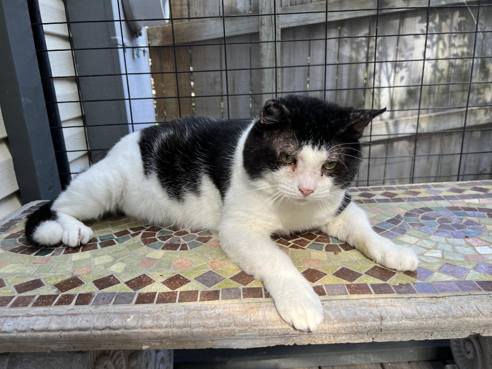 Oka, Adoptable, Adult Male Domestic Short Hair.