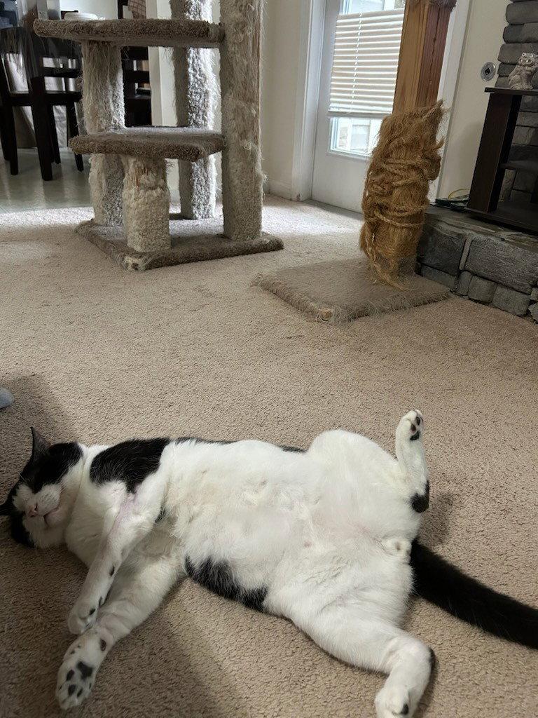 Oka, Adoptable, Adult Male Domestic Short Hair.