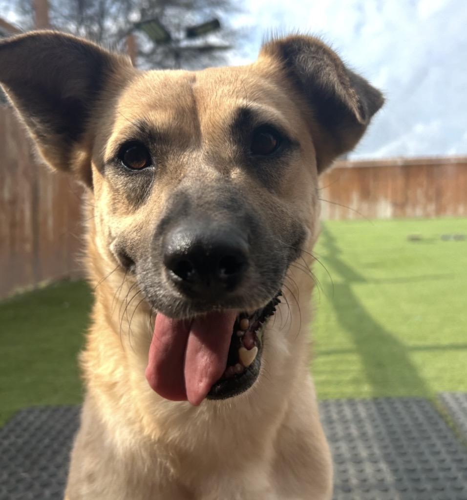 Jenna, adopted, Adult Female Shepherd.