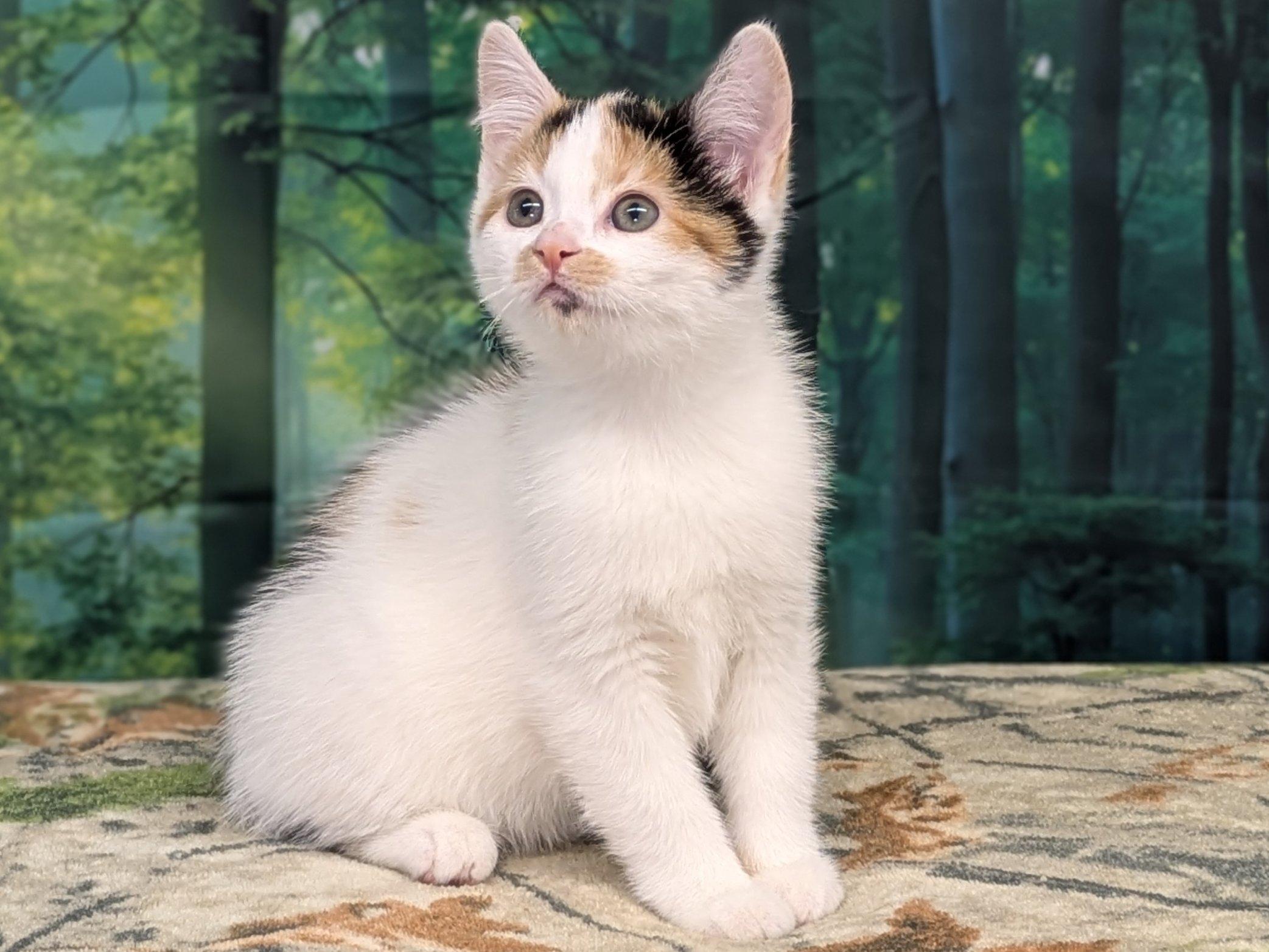 Basil, an adoptable Calico, Domestic Short Hair in Republic, WA, 99166 | Photo Image 2