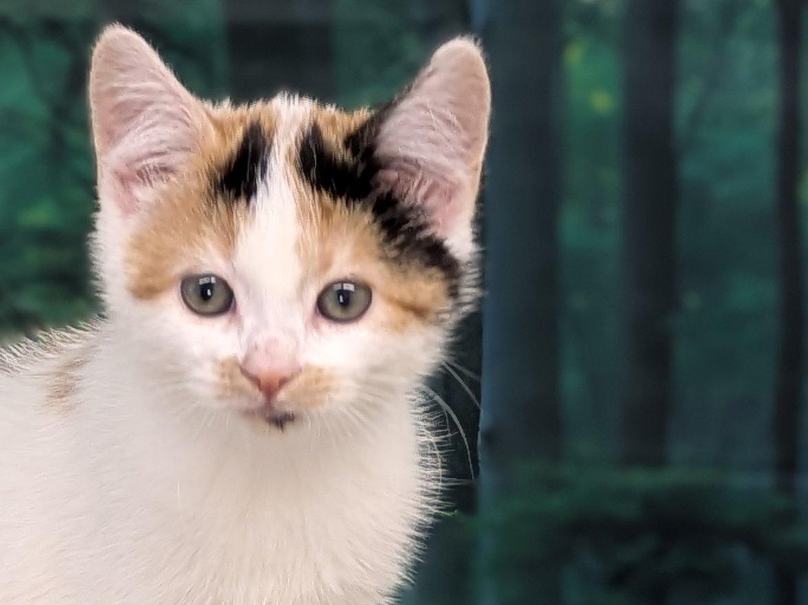 Basil, an adoptable Calico, Domestic Short Hair in Republic, WA, 99166 | Photo Image 3