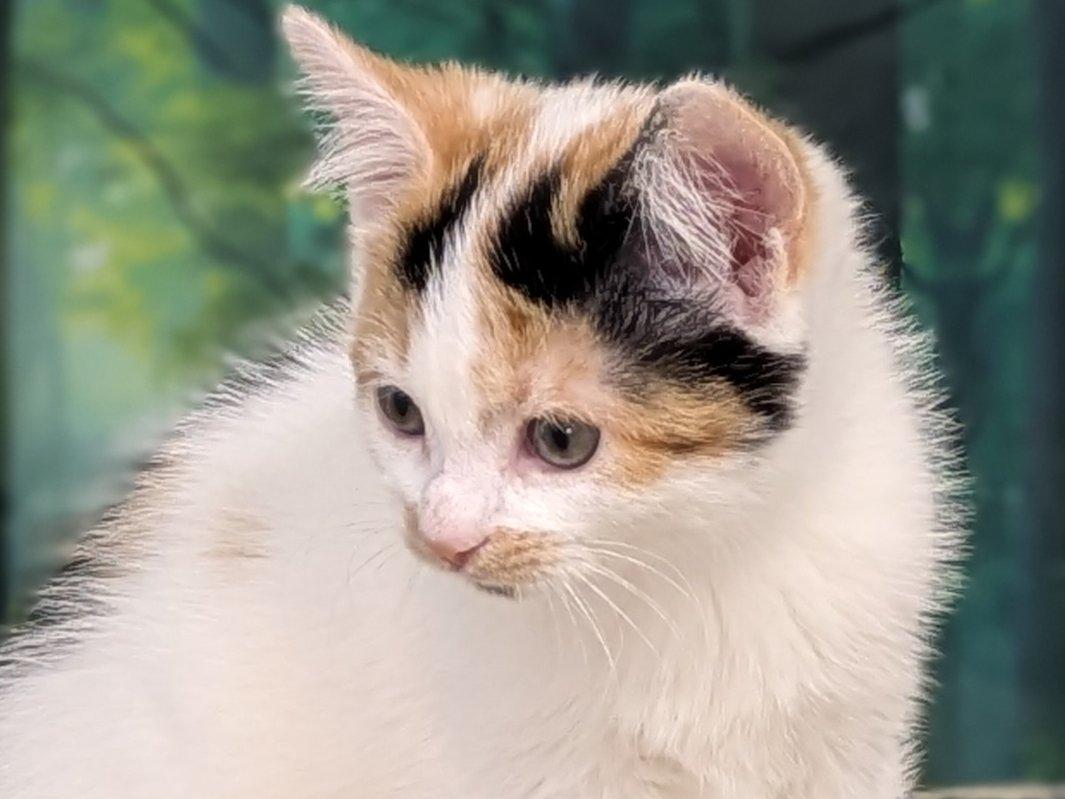 Basil, an adoptable Calico, Domestic Short Hair in Republic, WA, 99166 | Photo Image 4