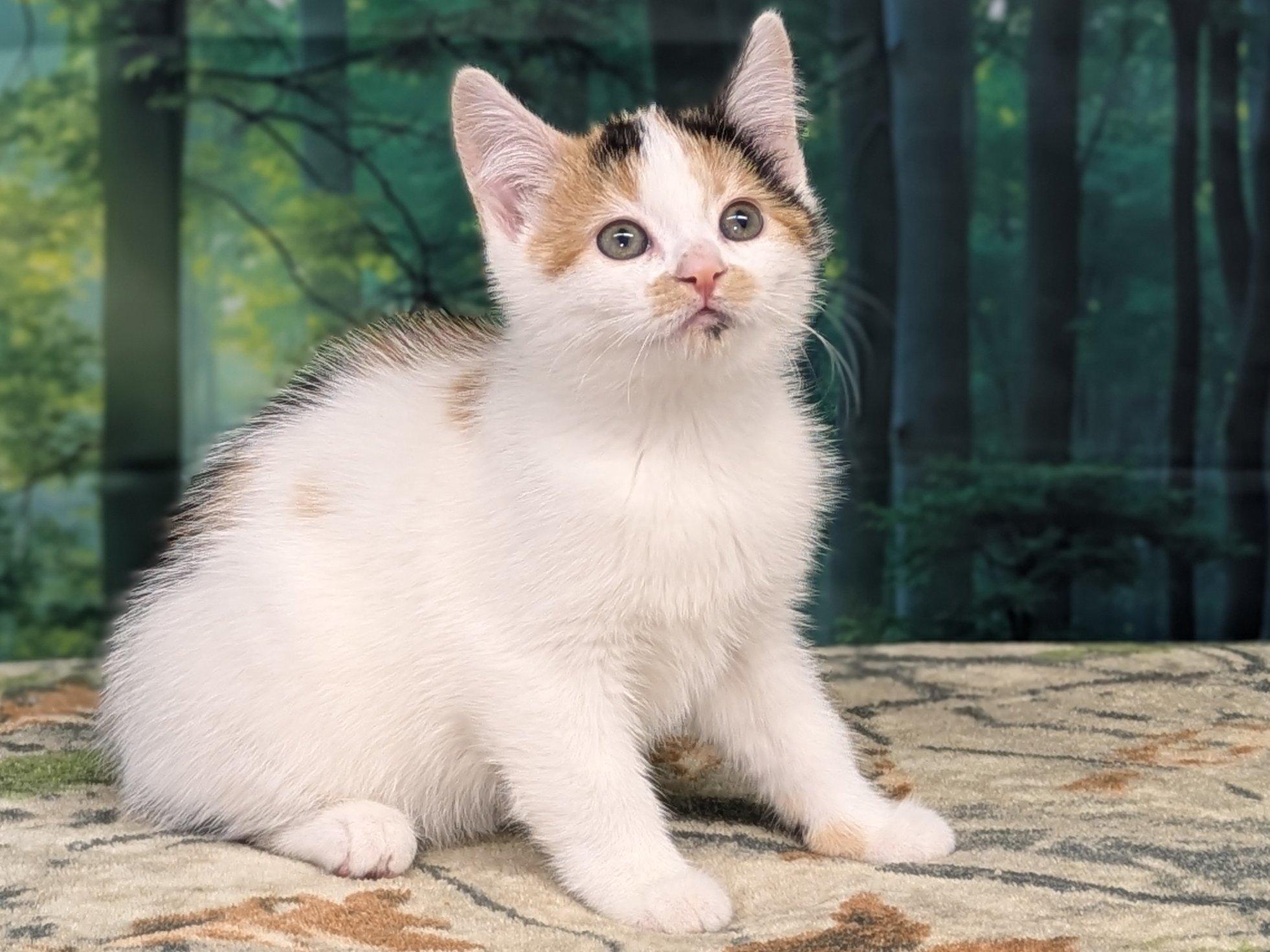 Basil, an adoptable Calico, Domestic Short Hair in Republic, WA, 99166 | Photo Image 5