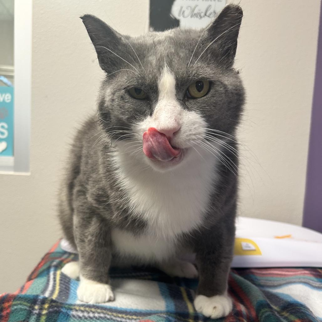 Buster, Adoptable, Adult Male Domestic Short Hair & American Shorthair.
