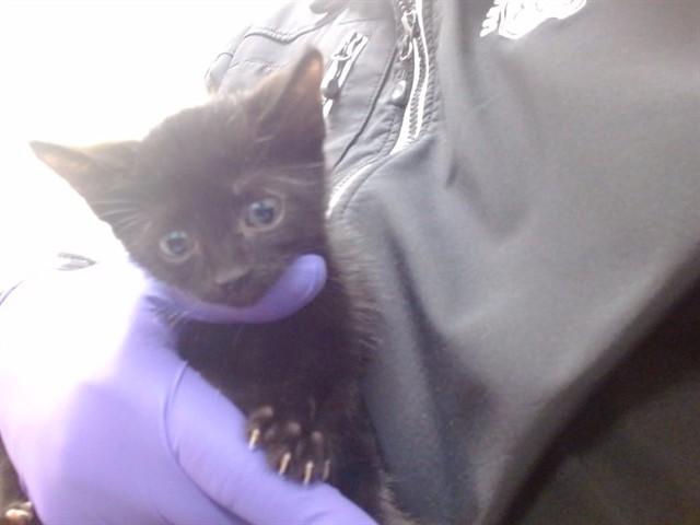 SABATH, Adoptable, Kitten Male Domestic Short Hair.