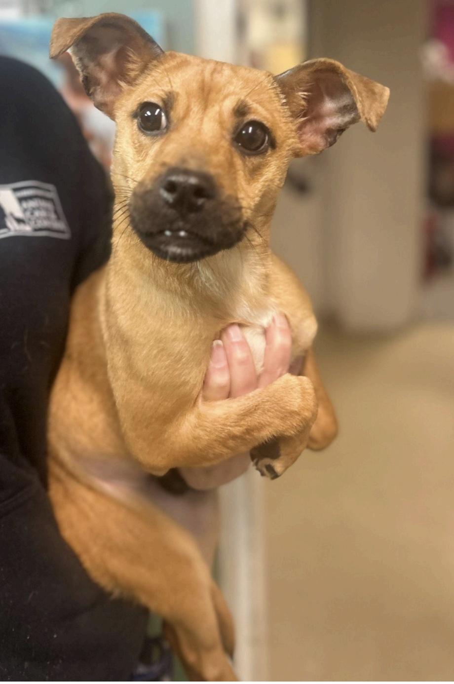 Enlarge Leka, an adopted mixed breed in Cedarburg, WI image 1/2