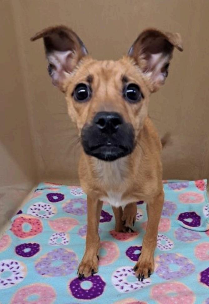 Enlarge Leka, an adopted mixed breed in Cedarburg, WI image 2/2