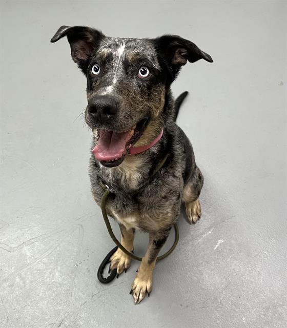 Mamma, a Adoptable mixed breed in Phoenix, OR image 4/14