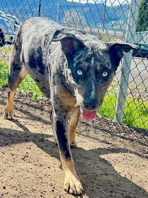 Mamma, an adoptable Catahoula Leopard Dog in Phoenix, OR, 97535 | Photo Image 3