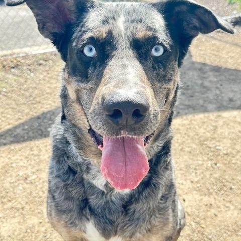 Mamma, an adoptable Catahoula Leopard Dog in Phoenix, OR, 97535 | Photo Image 5