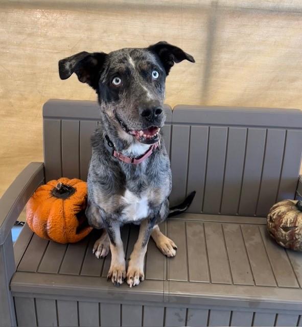 Enlarge Mamma, a Adoptable mixed breed in Phoenix, OR image 12/14