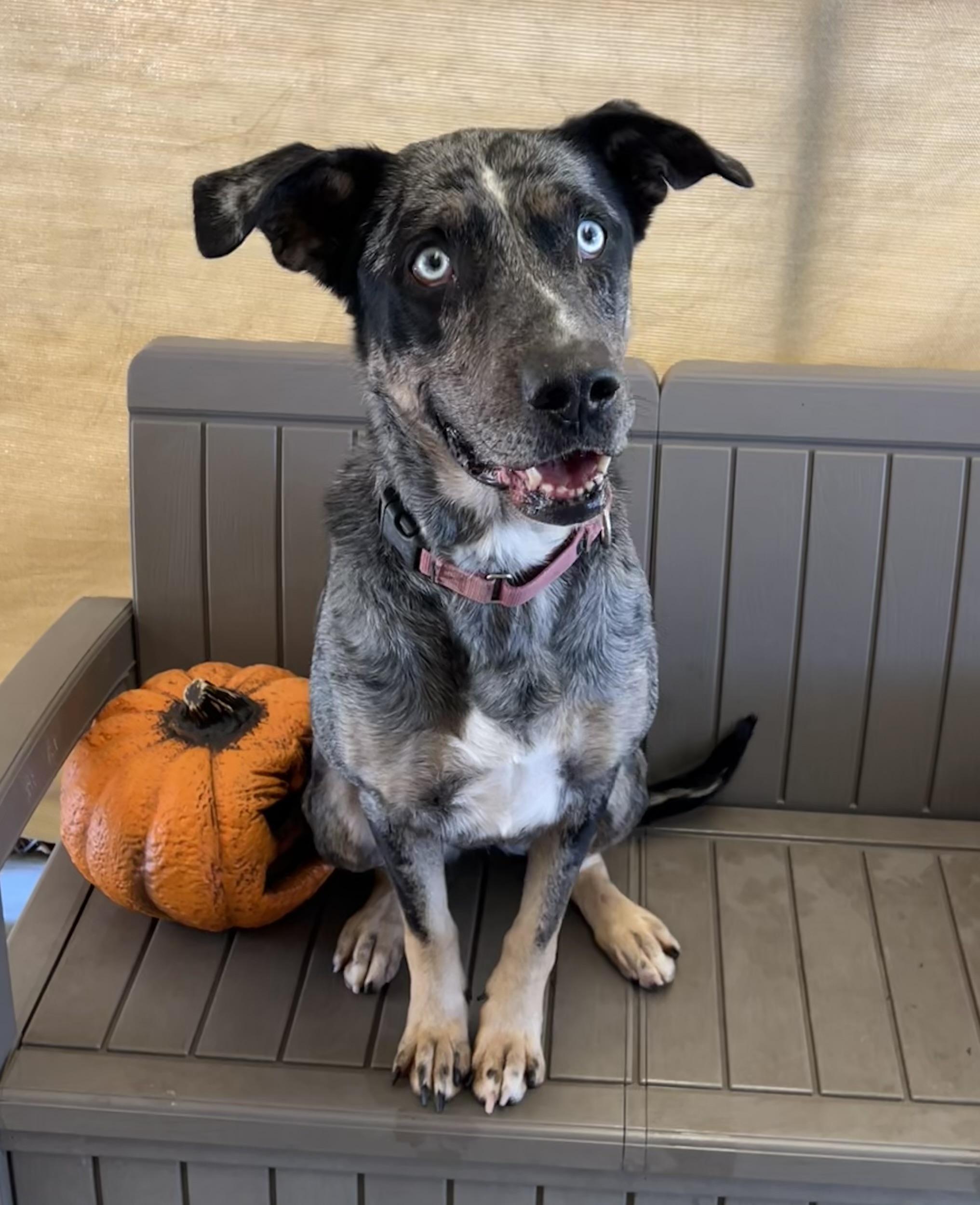 Mamma, an adoptable Catahoula Leopard Dog in Phoenix, OR, 97535 | Photo Image 1