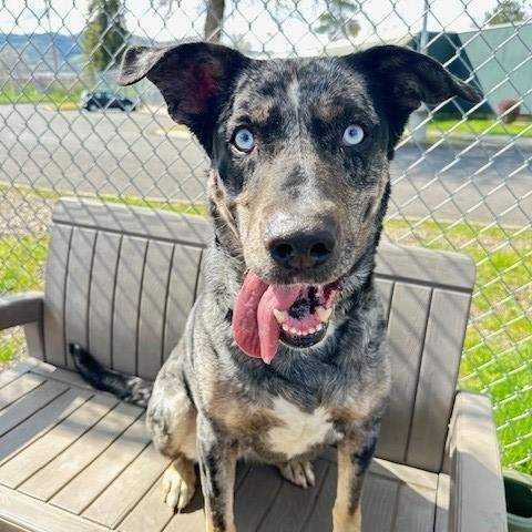Mamma, an adoptable Catahoula Leopard Dog in Phoenix, OR, 97535 | Photo Image 1