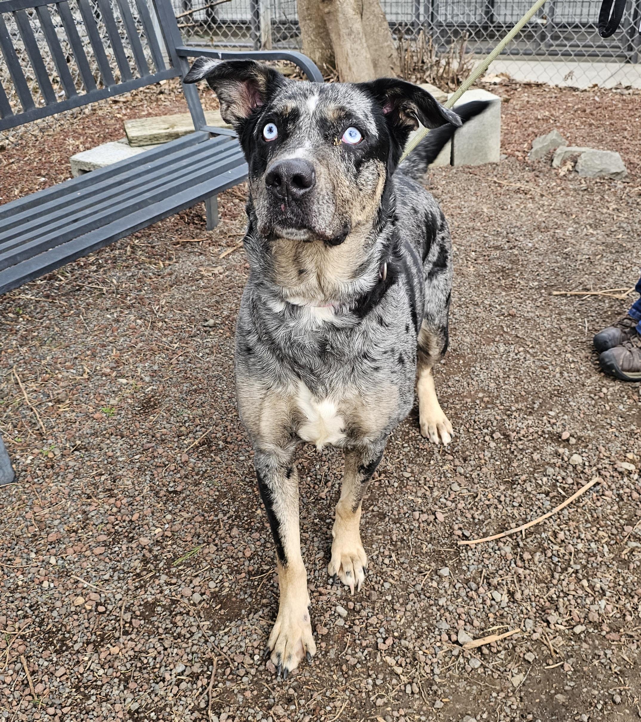 Mamma, an adoptable Catahoula Leopard Dog in Phoenix, OR, 97535 | Photo Image 4