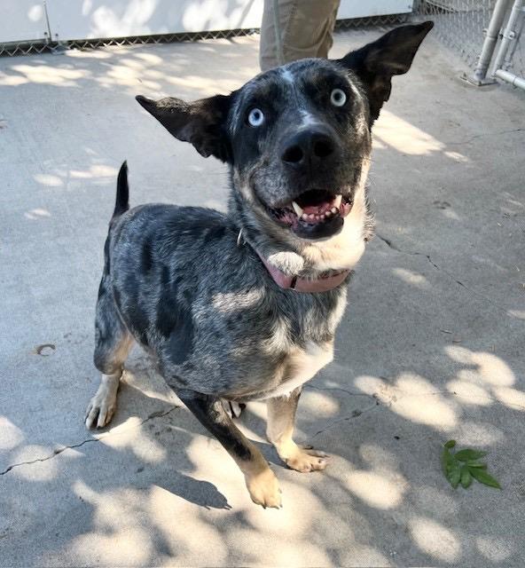 Enlarge Mamma, a Adoptable mixed breed in Phoenix, OR image 11/14