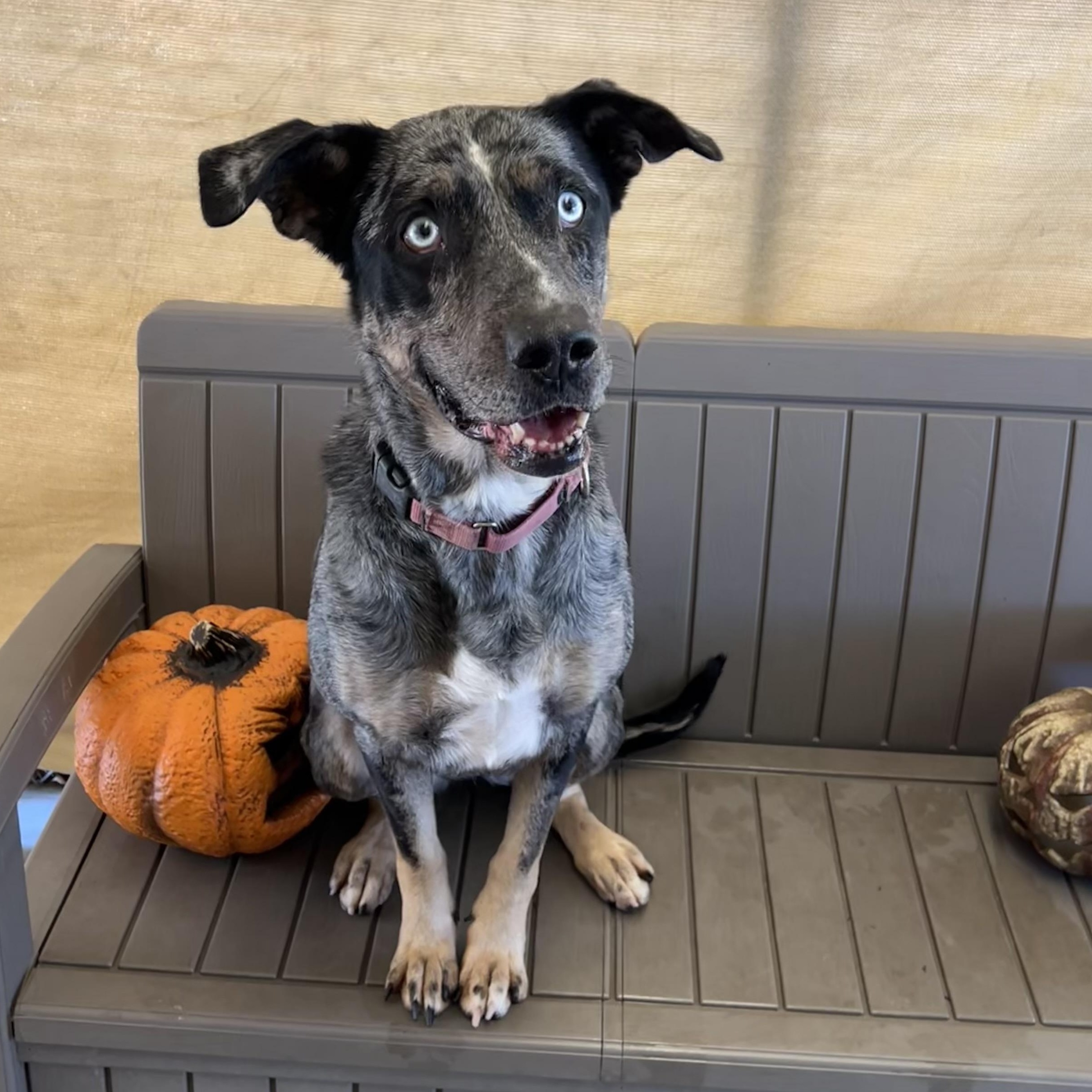 Mamma, a Adoptable mixed breed in Phoenix, OR image 2/14