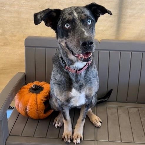 Mamma, a Adoptable mixed breed in Phoenix, OR image 3/14