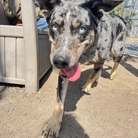 Enlarge Mamma, a Adoptable mixed breed in Phoenix, OR image 14/14