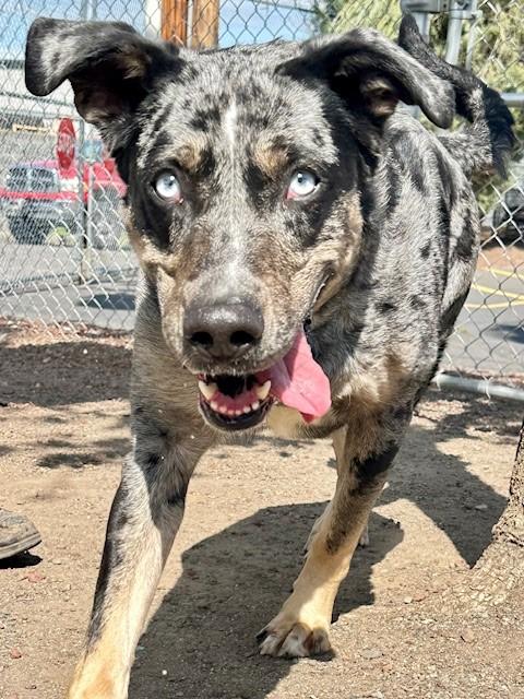 Mamma, an adoptable Catahoula Leopard Dog in Phoenix, OR, 97535 | Photo Image 2