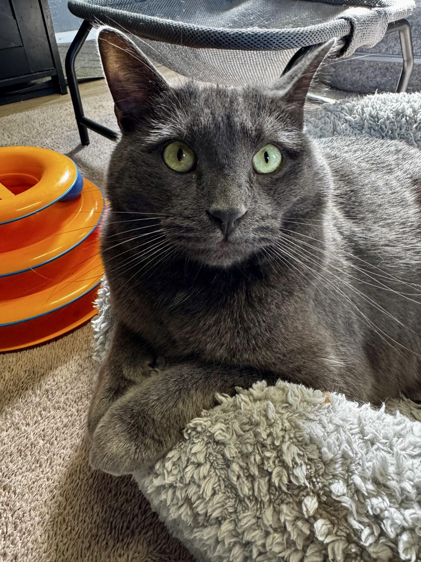 Storm, ADOPTABLE, Young Male Domestic Short Hair.