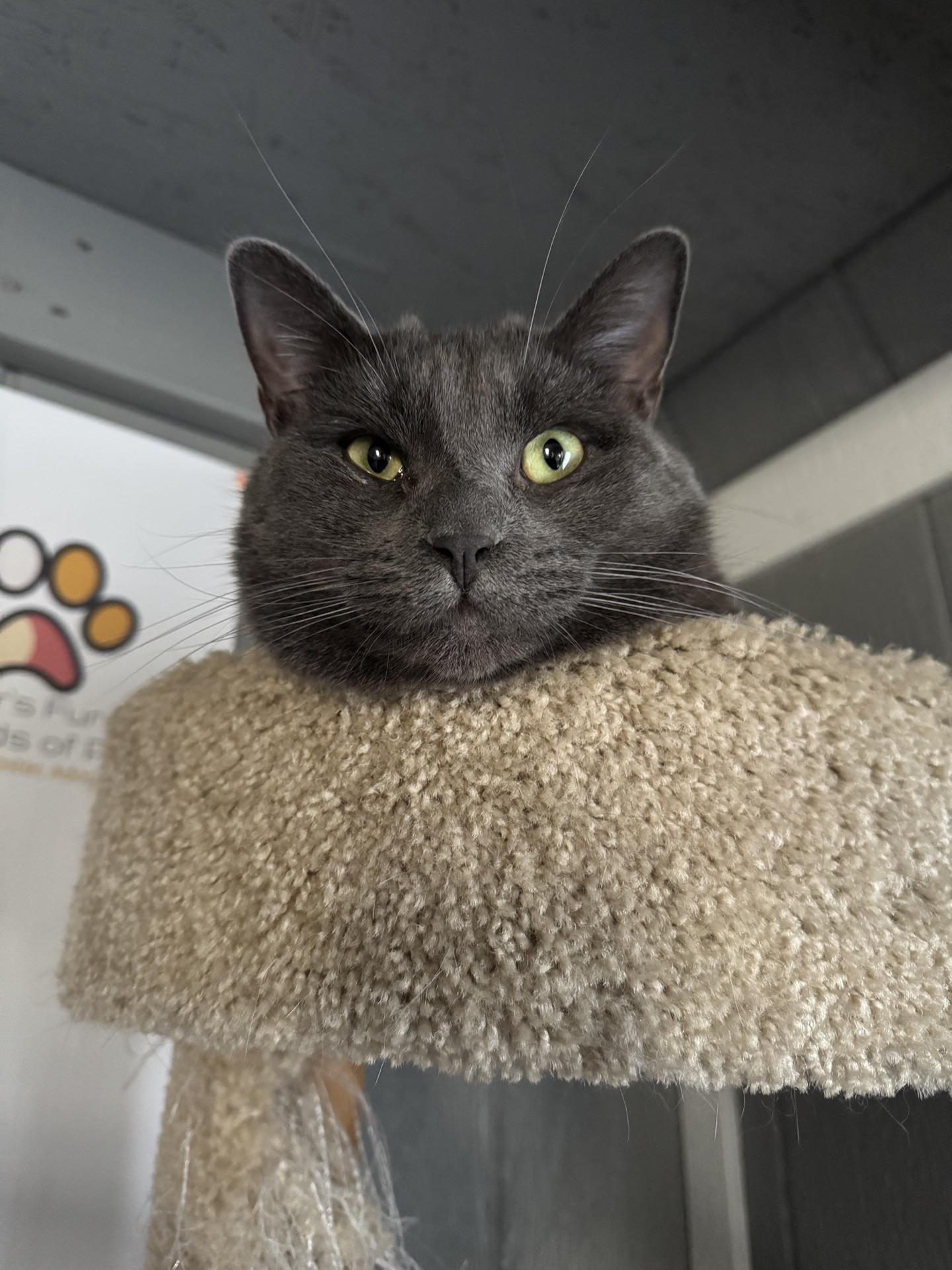 Enlarge Storm, a ADOPTABLE Domestic Short Hair in Greensburg, PA image 4/6