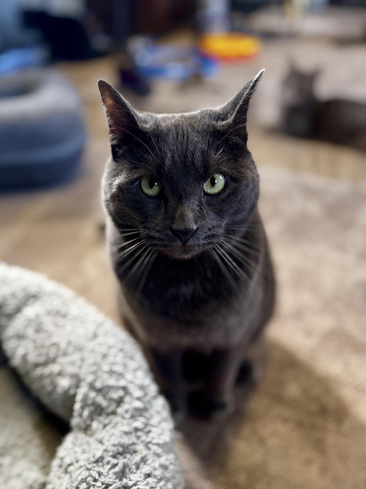 Enlarge Storm, a ADOPTABLE Domestic Short Hair in Greensburg, PA image 3/6