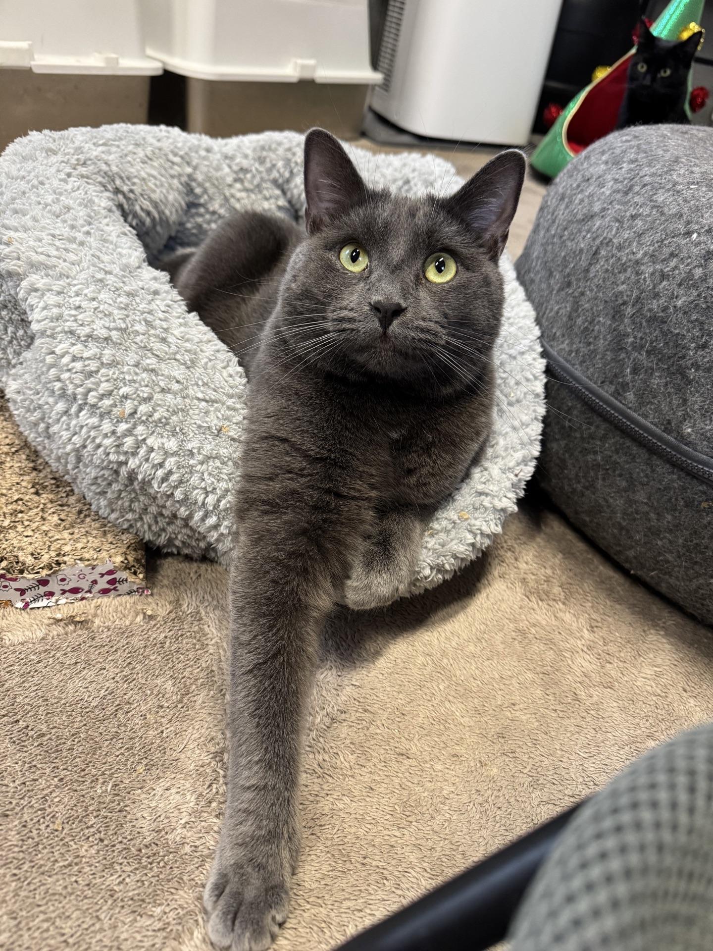 Enlarge Storm, a ADOPTABLE Domestic Short Hair in Greensburg, PA image 5/6