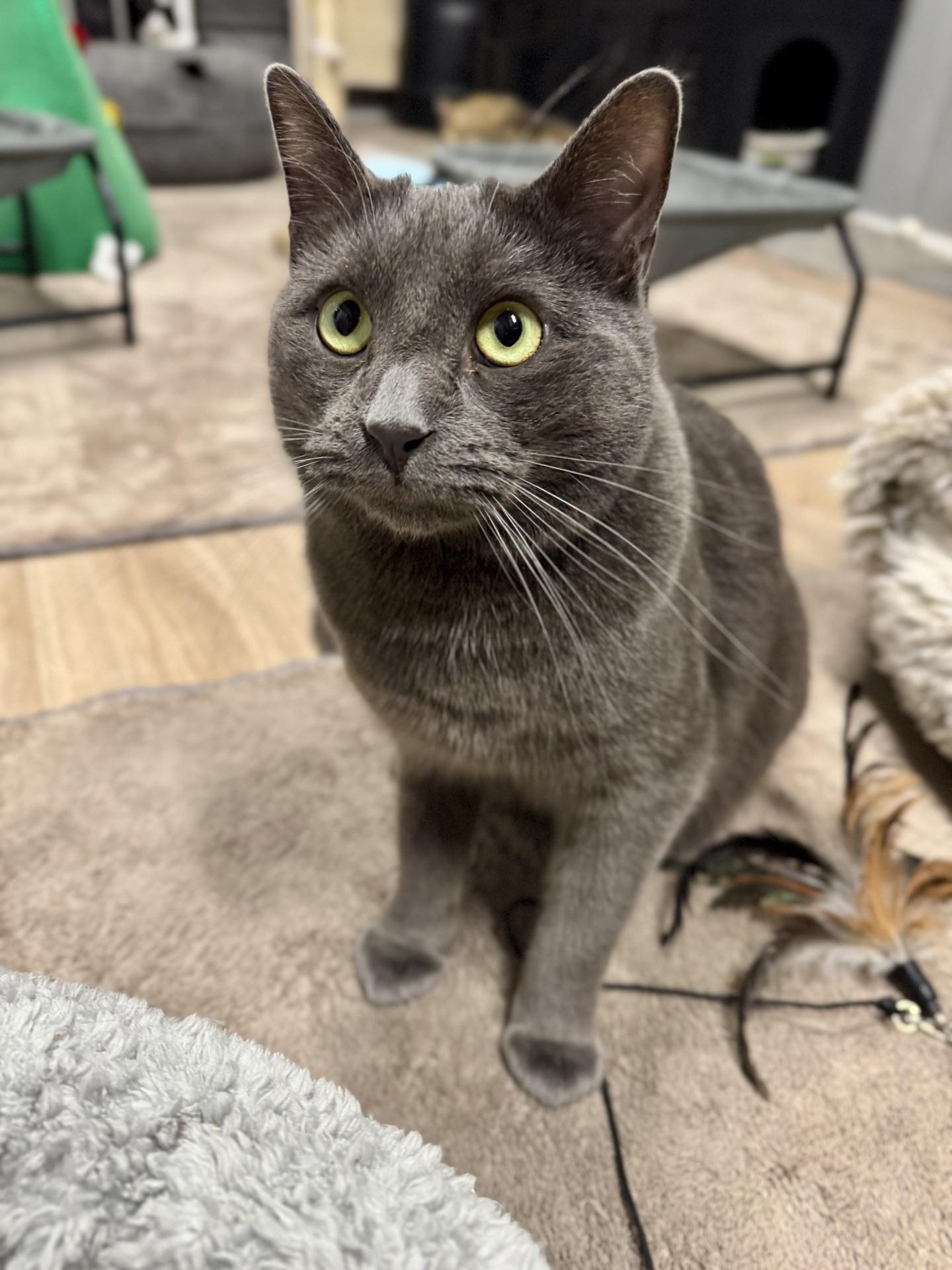 Enlarge Storm, a ADOPTABLE Domestic Short Hair in Greensburg, PA image 6/6