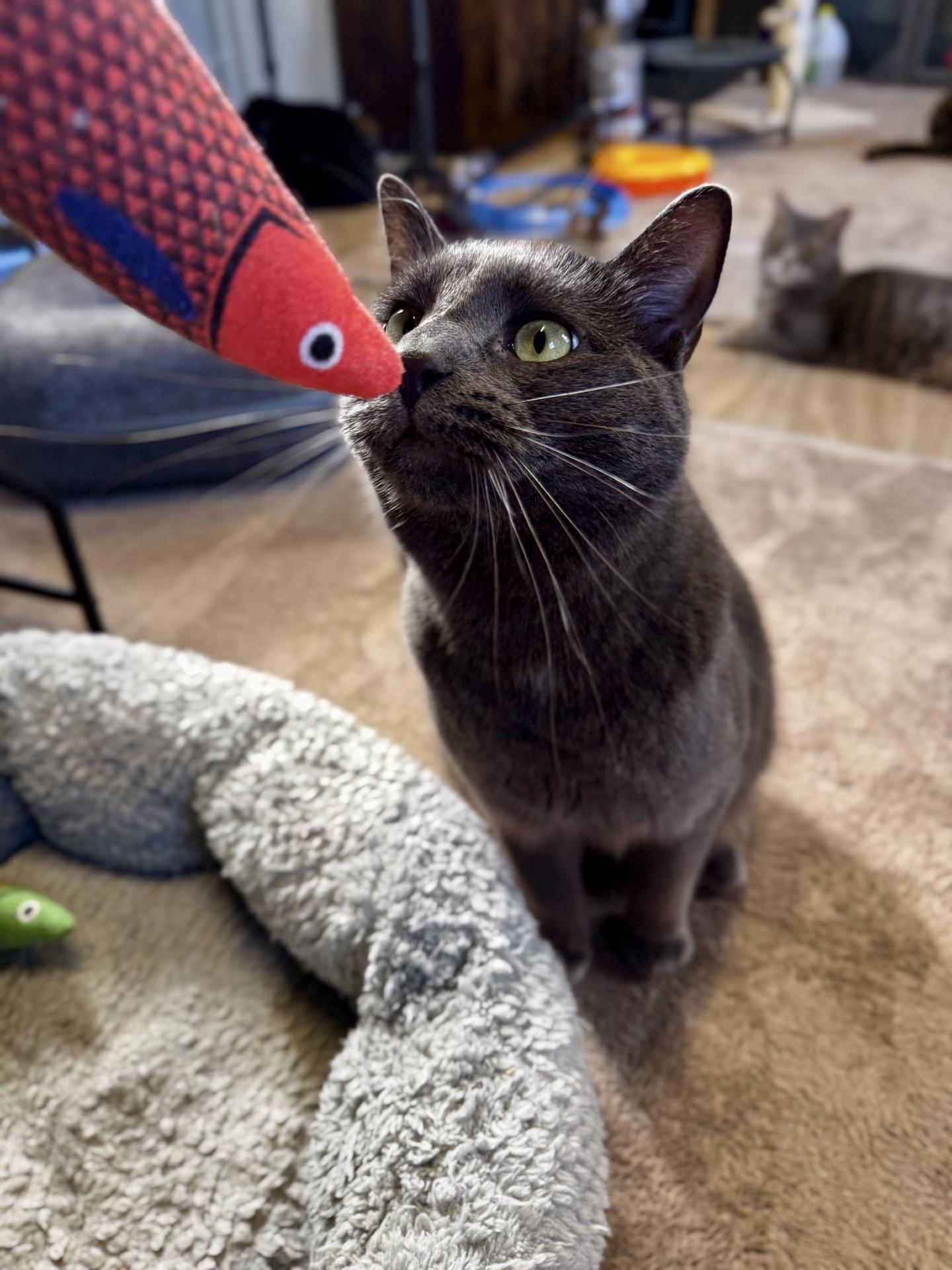 Enlarge Storm, a ADOPTABLE Domestic Short Hair in Greensburg, PA image 2/6