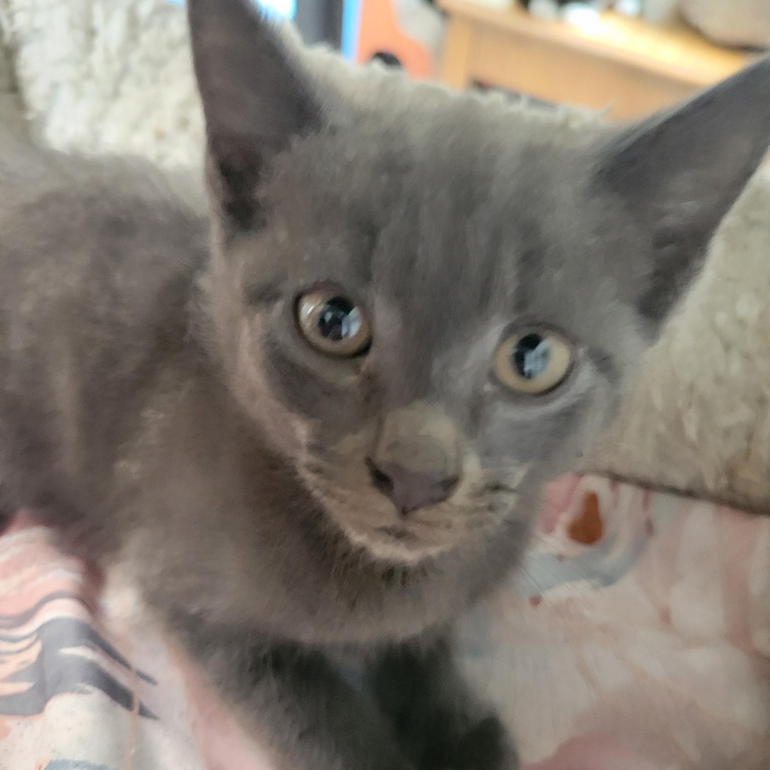 Enlarge Leland, a Adoptable Domestic Short Hair in Bridgeton, NC image 1/1