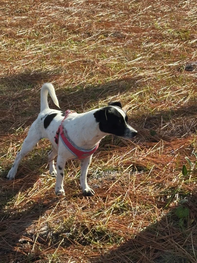 Enlarge Baxter, a ADOPTABLE mixed breed in Ruskin, FL image 3/3