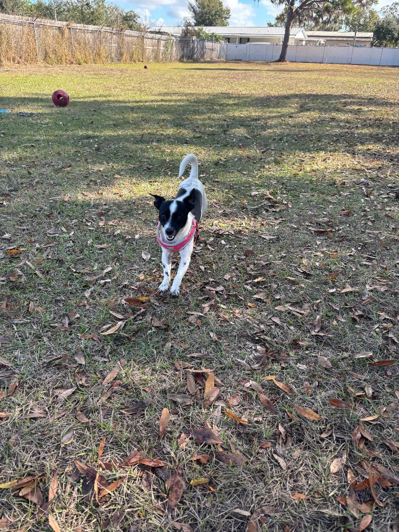 Enlarge Baxter, a ADOPTABLE mixed breed in Ruskin, FL image 2/3